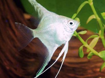 Pterophyllum-scalare--Angles-Silver