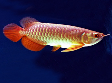 Scleropages-Formosus-Red-tail-Golden-Arowana