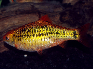 Puntius-sachsii Golden Barb