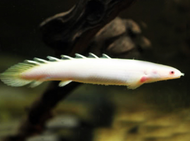 Polypterus-Senegalus--Bichir-Red-Eye-Albino