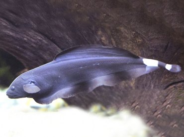 Apteronotus-albifrons-Black-Ghost-Knifefish