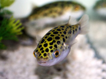 Tetraodon-nigroviridis-Green-Puffer-fish