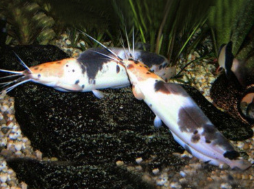 Clarias-batrachus Marbal Cat fish (Indonesian)