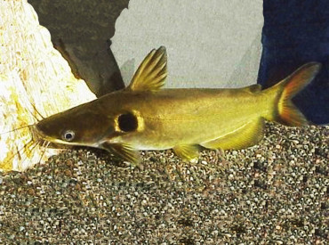 Horabagrus-brachysoma yellow catfish