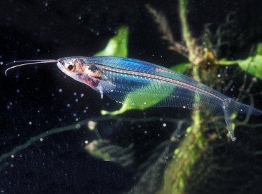 Kryptopterus-bicirrhis Glass Catfish