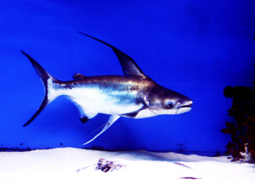 Pangasius-sanitwongsei paroon shark Hi-fin Catfish