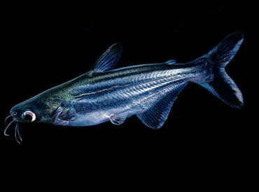 Pangasius-sutchi Catfish Pangasius Black