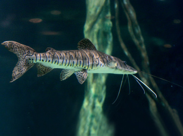 Pseudoplatystoma-tigrinum tiger shovelnose catfish