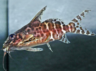 Synodontis-batensoda Upside down catfish