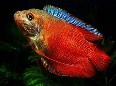 Trichogaster-lalius Dwarf-Gourami Neon Red (In Pairs)