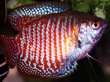 Trichogaster-lalius Dwarf-Gourami Neon Red (Males)