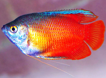 Trichogaster-lalius Dwarf-Gourami-Red (Males)