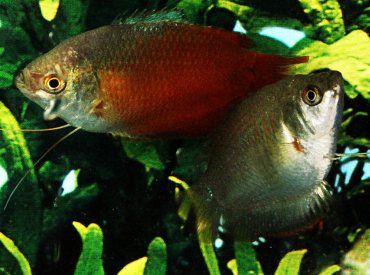Trichogaster-lalius Dwarf-Gourami-Red (In Pairs)