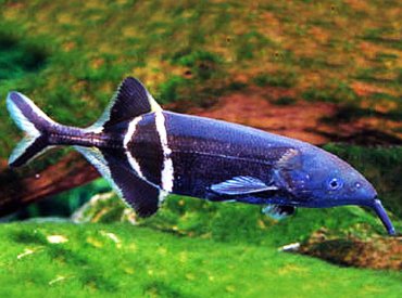 Gnathonemus-petersii-Elephantnose-Fish