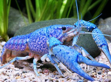 Procambarus-alleni-Lobste-Neon-Blue