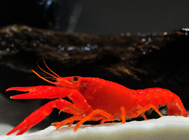 Procambarus-clarkii-Lobste-Neon-Red