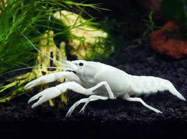 Procambarus-clarkii-Lobste-White