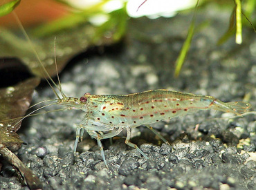 Caridina-Japonica-Amano-shrimp