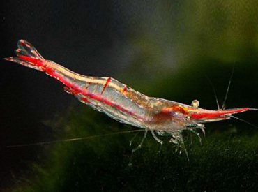Caridina-gracilirostris-Pinokiyo-Shrimp