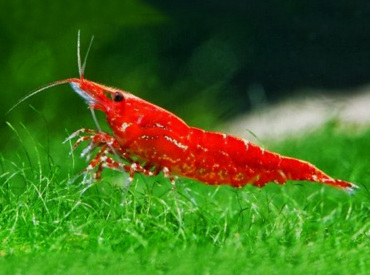 Neocaridina-Denticulata--Red-Cherry-Shrimp