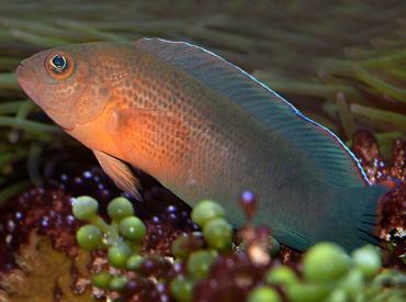 Pseudochromis-dilectus
