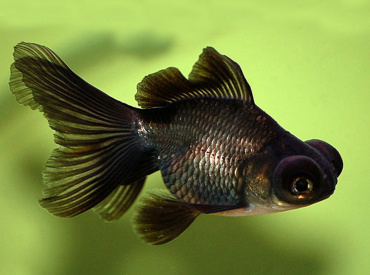 Carassius-auratus Black Moor Goldfish