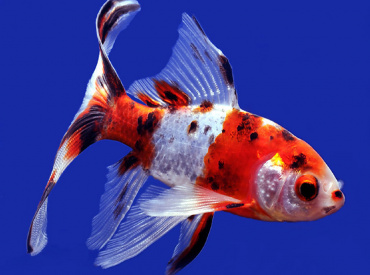 Carassius-auratus Gold Fish Calico Shubunkin