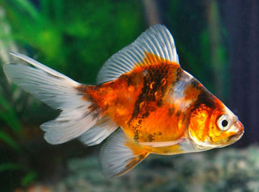 Carassius-auratus Gold Fish Calico