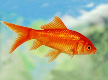Carassius-auratus Gold Fish Comet Red