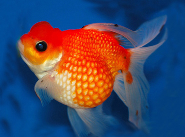 Carassius-auratus Gold Fish Pearlscale