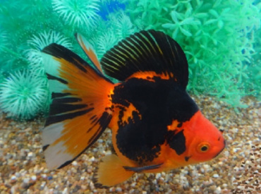 Carassius-auratus Gold Fish Red & Black