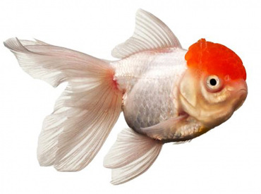 Carassius-auratus Gold Fish Red Cap