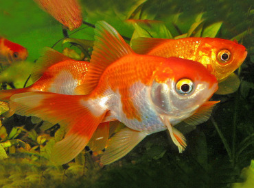 Carassius-auratus Gold Fish Red & White