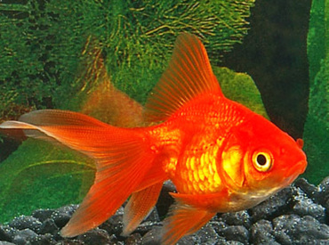 Carassius-auratus Gold Fish Red
