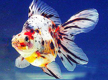 Carassius-auratus Gold Fish Ryukin Calico