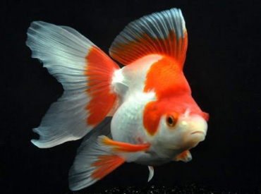 Carassius-auratus Gold Fish Ryukin Red & white