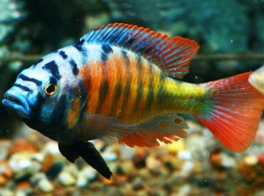 Haplochromis-obliquidens-Red-Zebra-Peacock