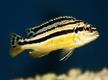 Melanochromis-auratus-Malawi-Auratus-Yellow