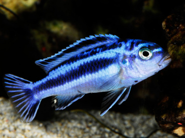 Melanochromis-chipokae-Malawi-Auratus-Blue