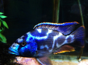 Nimbochromis-livingstonii-Blue-Lepord-Peacock