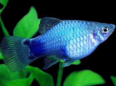 Xiphophorus-maculatus Platy Neon-Blue