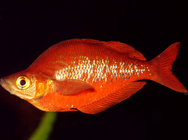 Glossolepis-incisus Red rainbowfish