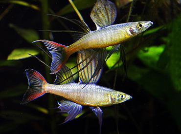 Iriatherina-werneri Threadfin rainbowfish