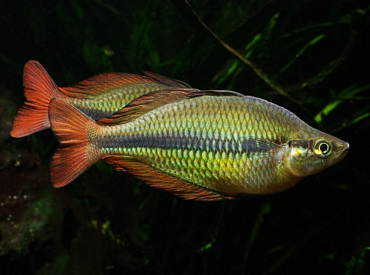 Melanotaenia-herbertaxelrodi Tebera rainbowfish