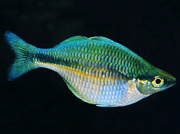 Melanotaenia-lacustris Kutubu rainbowfish