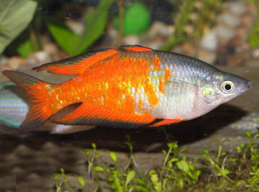 Melanotaenia-parkinsoni Parkinson’s Rainbowfish