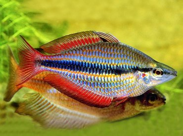 Melanotaenia trifasciata Banded Rainbowfish