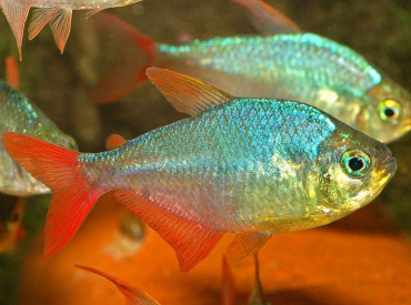 Hyphessobrycon-colimbianus-Red-Blue-Columbian-Tetra